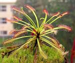 Drosera capensis