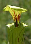 sarracenia flava05