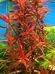 rotala sp florida