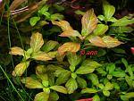 ludwigia ()