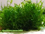 Monosolenium tenerum (Pellia)