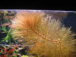 Myriophyllum tuberculatum ( )