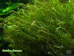 Fissidens fontanus (2)