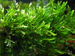 Singapore moss (2)