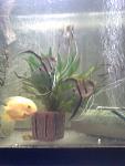 angelfishr&severum01