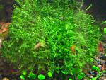 bubble moss (2)