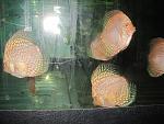 IMG 4420