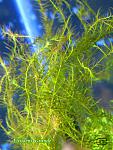 Fissidens Grande