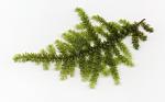 Peacock Moss (Taxiphyllum sp.)