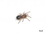 Brachypelma klaasi - L 4