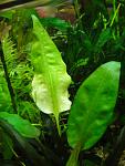    Cryptocoryne pontederiifolia