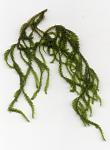 Flame Moss (Taxiphyllum sp.)