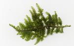 Triangle Moss (Cratoneuron filicinum)