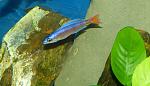 Cyprichromis leptosoma Utinta red til