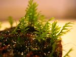 Fissidens sp. Thailand  (1)