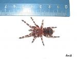   (Acanthoscurria geniculata) L8