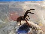 Chilobrachys fimbriatus