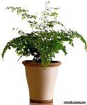 Adiantum capillus