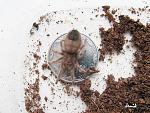 Nhandu coloratovillosus L 5-6