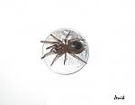 Brachypelma klaasi - L 4