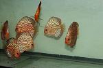 checerboard pigeons