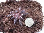   (Acanthoscurria geniculata) L8