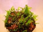 Fissidens sp. Thailand  (3)