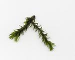 Barbula sp. millimeter moss