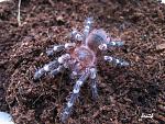   (Acanthoscurria geniculata) L8