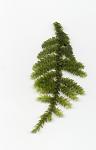 Christmas Moss (Vesicularia montagnei)