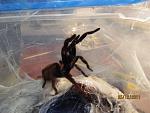 Chilobrachys fimbriatus.