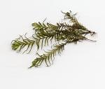 Fissidens fontanus