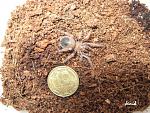 Brachypelma klaasi L 4