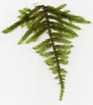 Taiwan Moss (Taxiphyllum alternans)