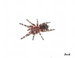   (Acanthoscurria geniculata) L8