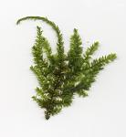 Weeping Moss (Vesicularia ferriei)