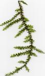 Bubble Moss (Plerogyra sp.)