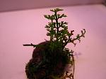 Bolbitis heteroclita difformis (Bolbitis sp. Baby Leaf)  (2)