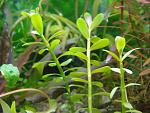   (Hedyotis salzmannii)