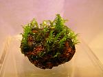 Fissidens sp. Thailand  (2)