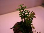 Bolbitis heteroclita difformis (Bolbitis sp. Baby Leaf)  (1)