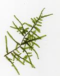 Singapore Moss (Vesicularia dubyana)
