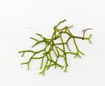 Riccia