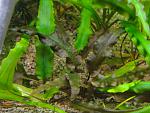 Cryptocoryne wendtii "Tropica".