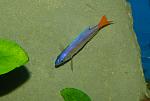 Cyprichromis leptosoma Utinta red teil