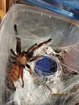 Chilobrachys fimbriatus,