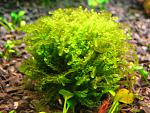 Homalia sp. Rosa moss   (2)