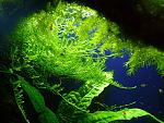 Peacock Moss 1