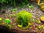 Homalia sp. Rosa moss   (1)