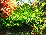 Microsorum sp. Trident (7)